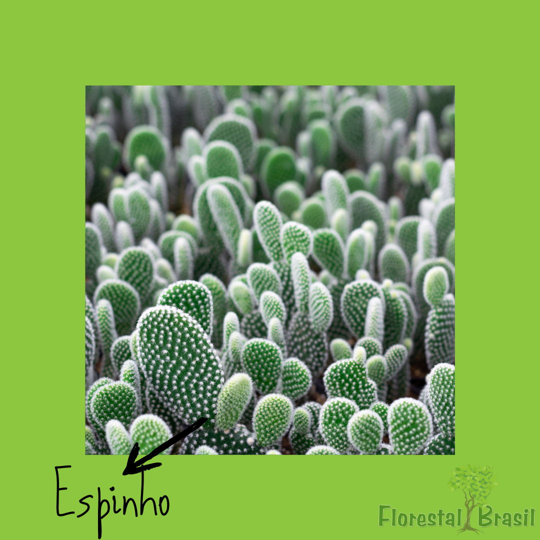 espinho