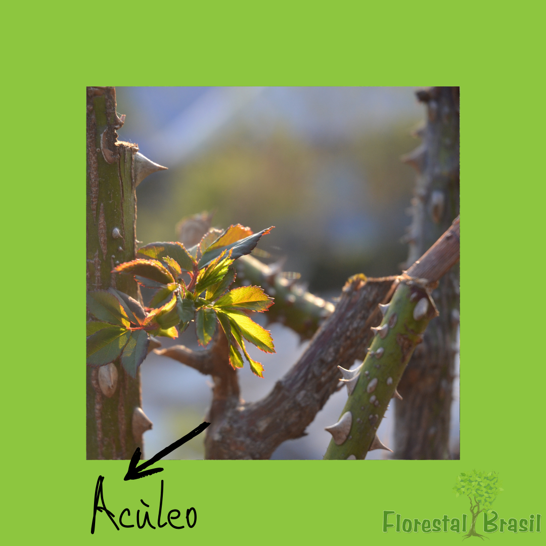 acúleos