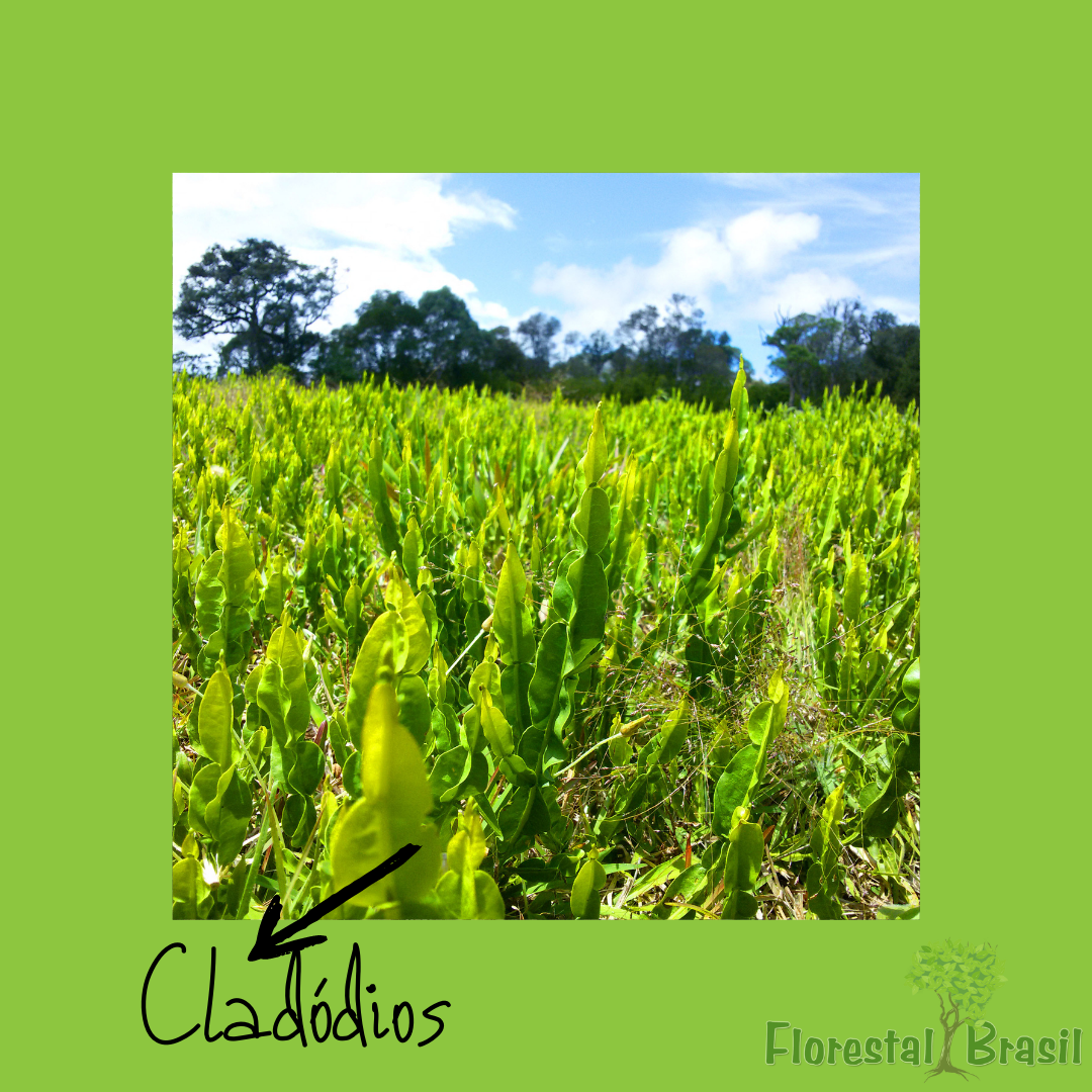 cládodios