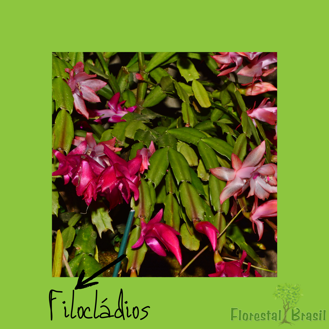 filocládios