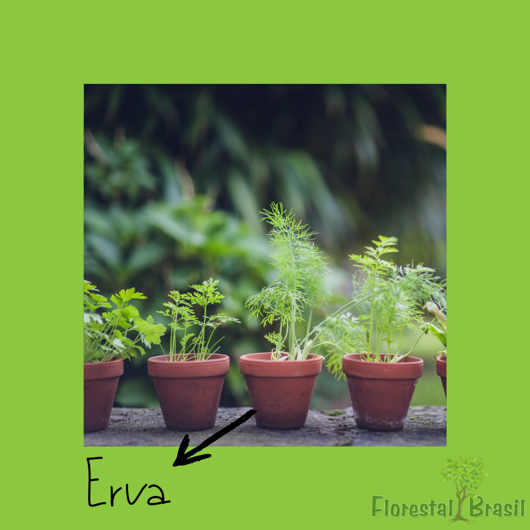 erva