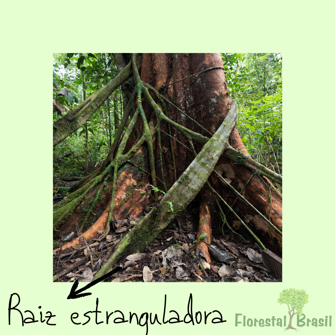 raiz estranguladora