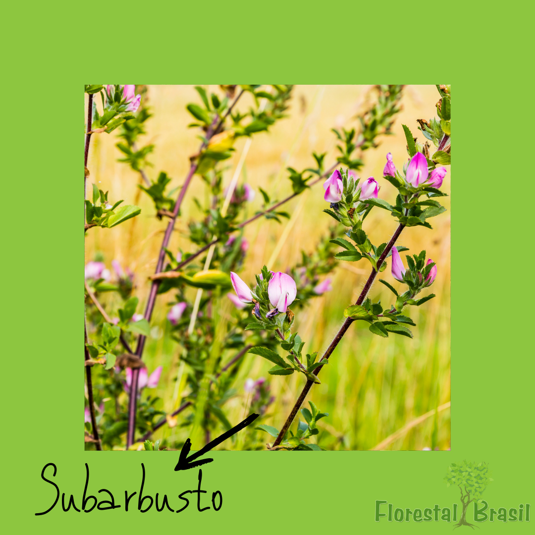 subarbusto
