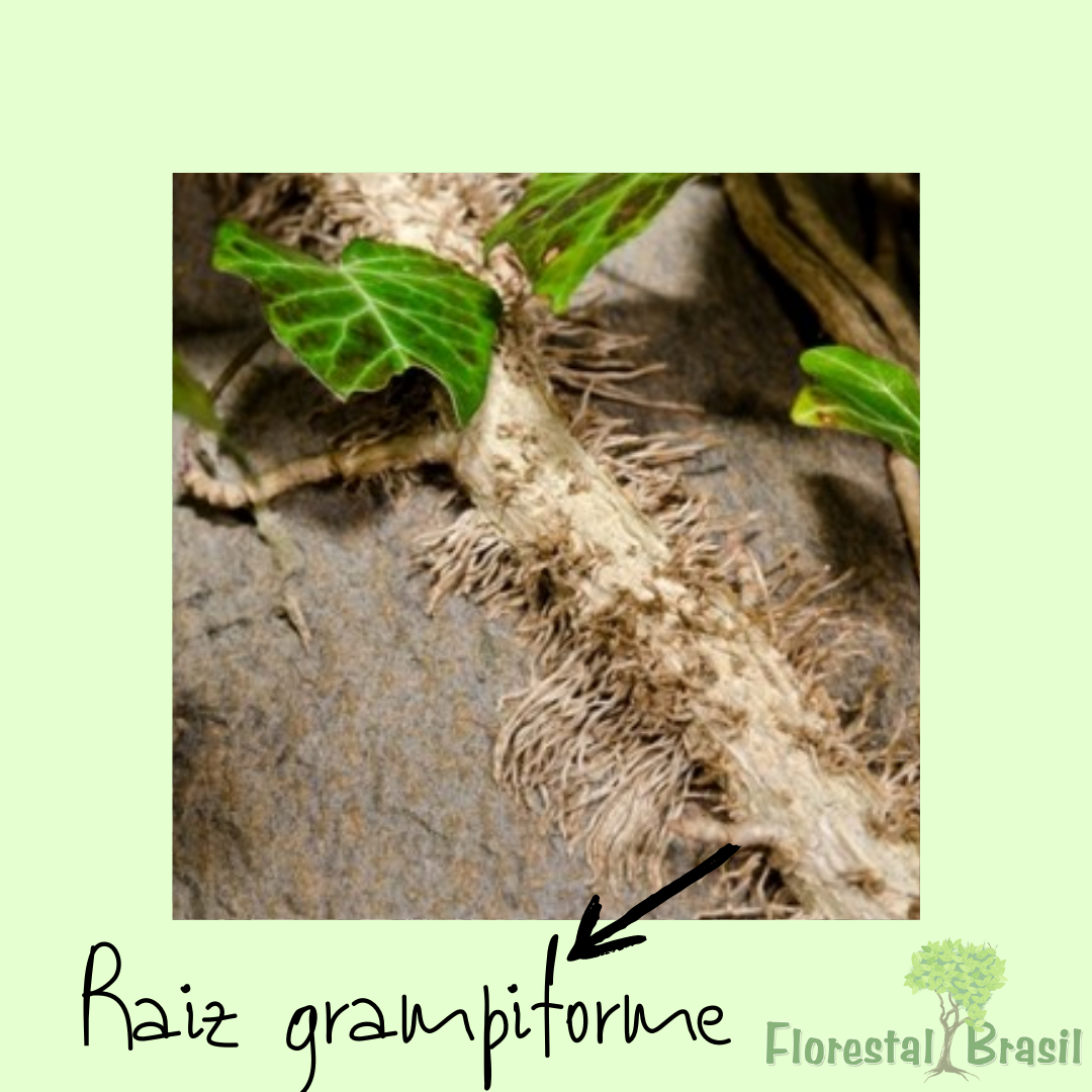 raiz grampiforme