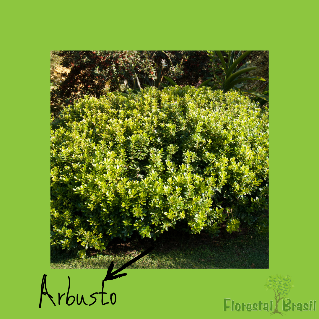arbusto