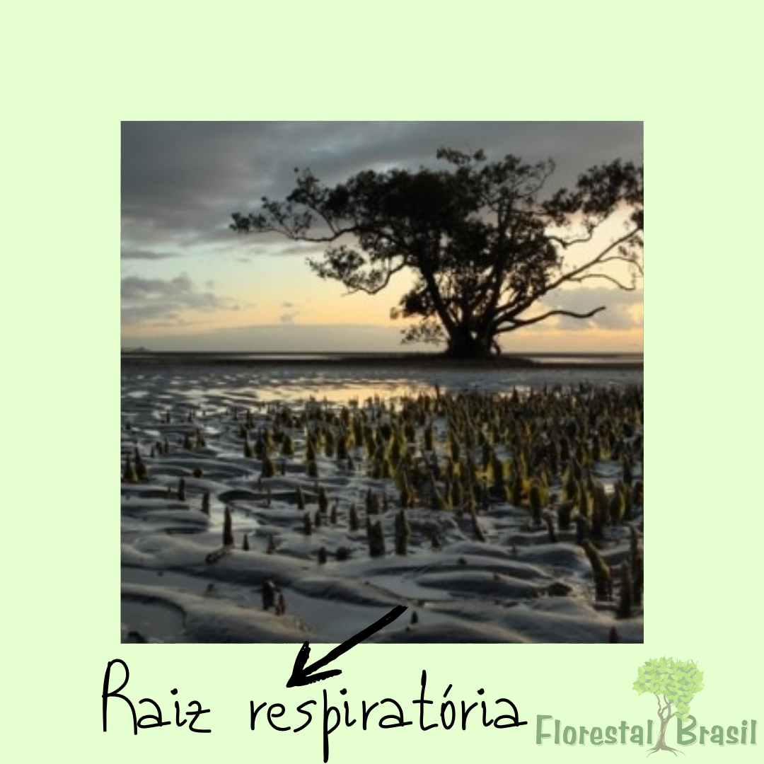 tipos de raizes