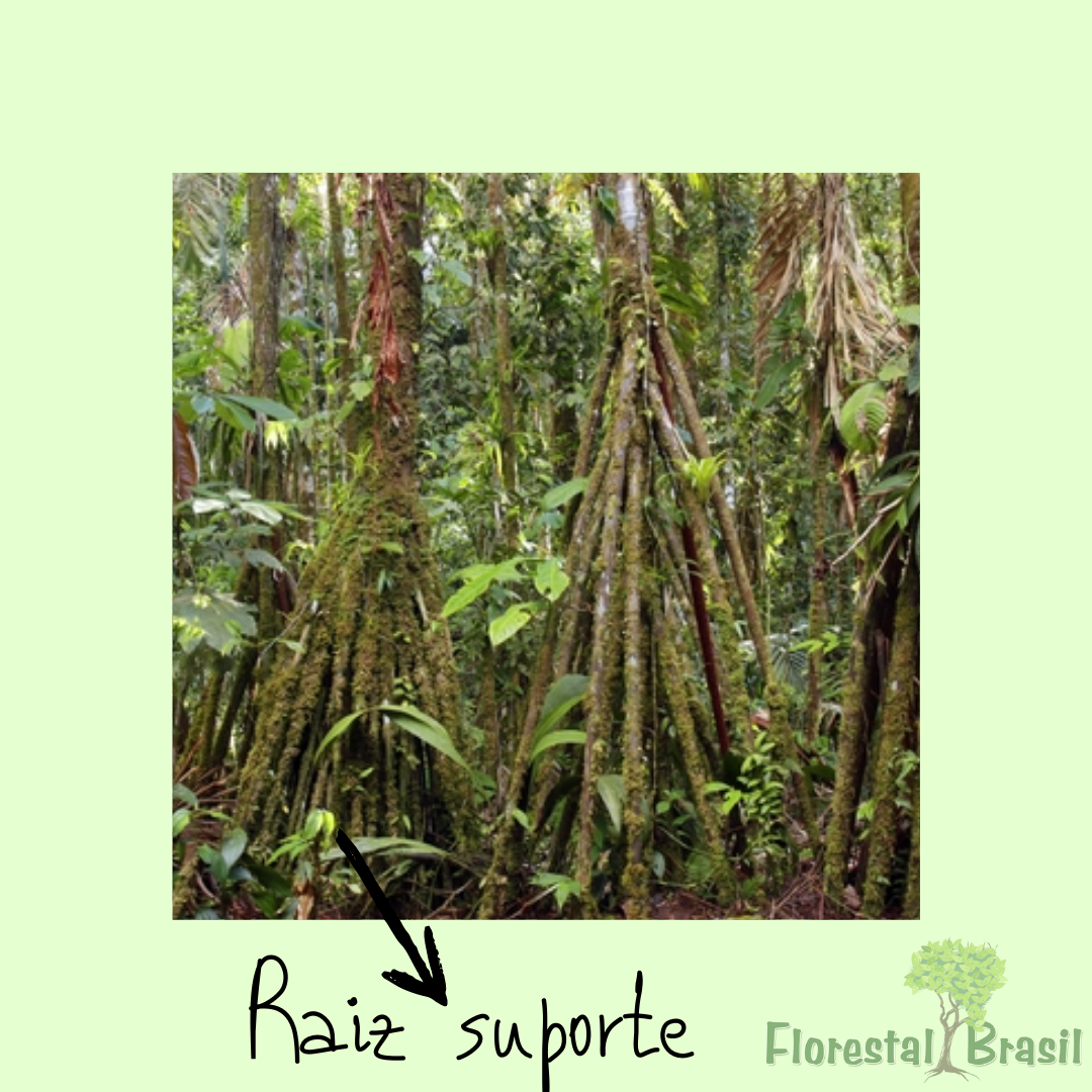 raiz suporte