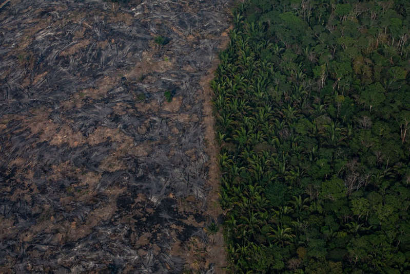 Amazônia perdeu árvores