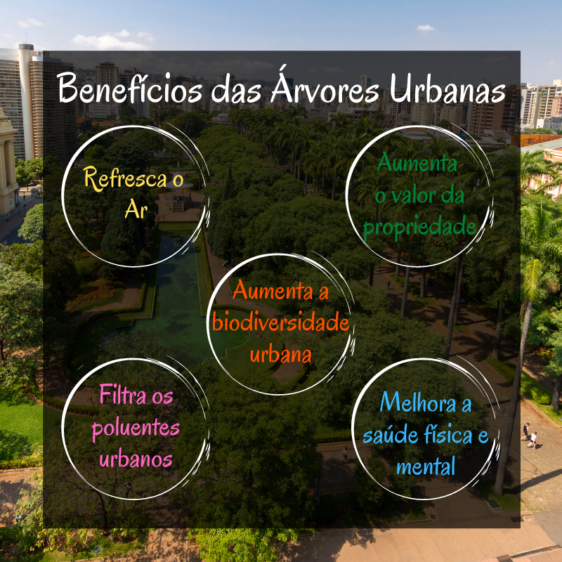 Árvores Urbanas e seus benefícios