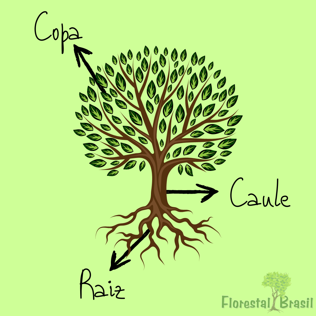 árvore: raiz, caule e copa