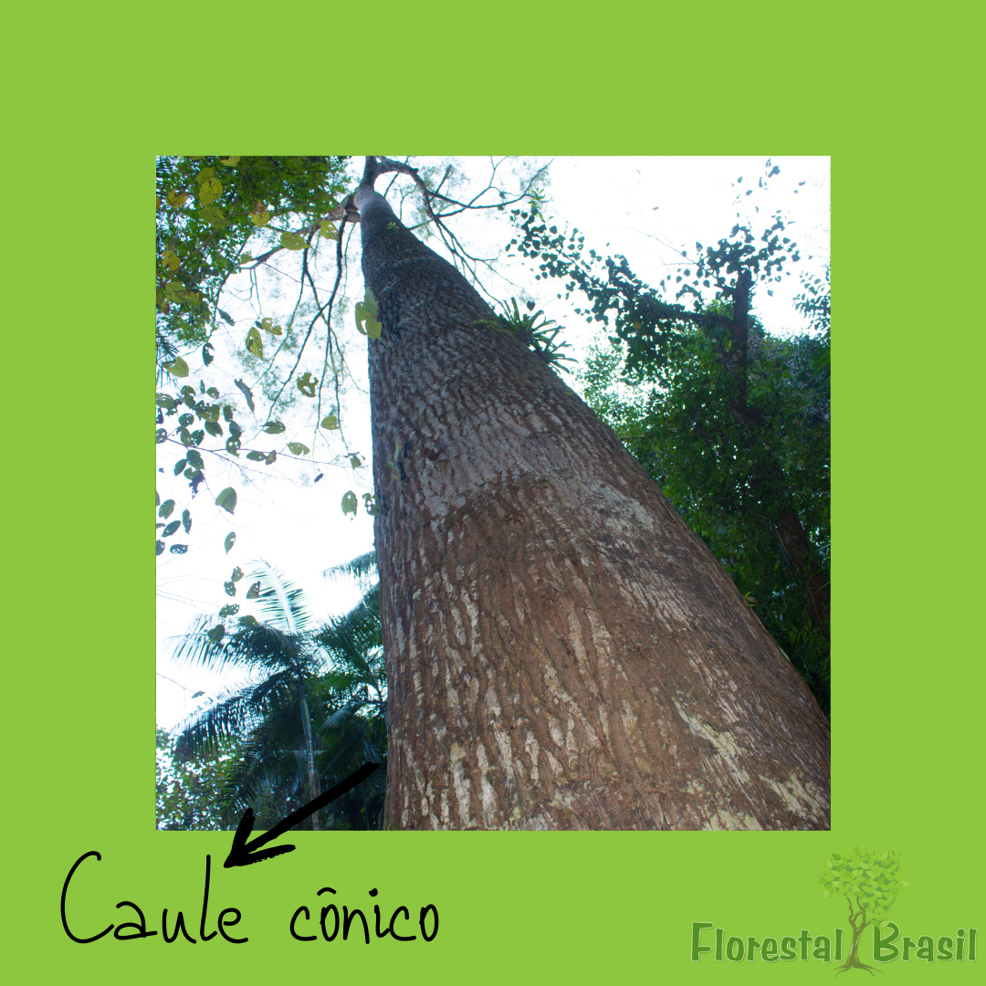 caule cônico
