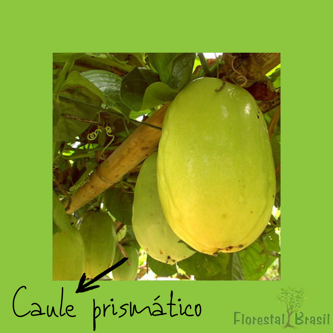 caule prismático