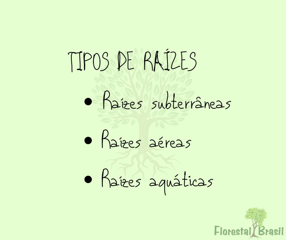 Raiz e seus tipos: subterrâneo, aéreo e aquático