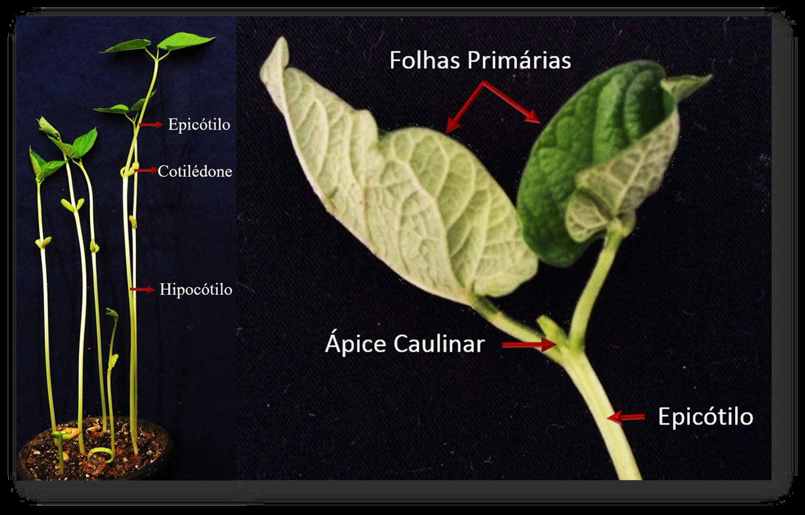 caule gema