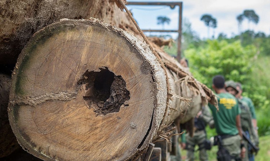 Meio ambiente em risco: quando as florestas acabarem, o que faremos?