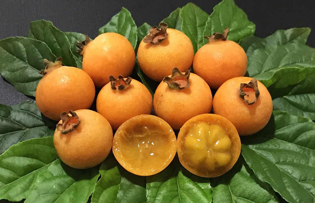 gabiroba - frutas nativas