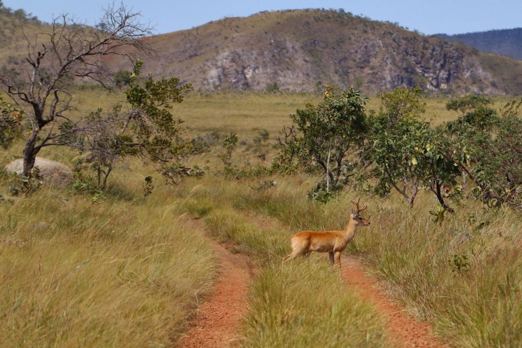 Desmatamento no Cerrado em 2020 responde por um terço da área total