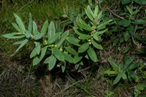 O arbusto viajante Rhamnidium riograndense, descoberto no Rio Grande do Sul. Foto: Maurício Figueira