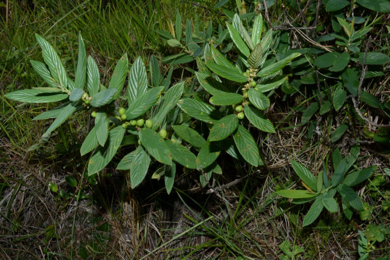 Pesquisadores identificam nova espécie de planta no Rio Grande do Sul