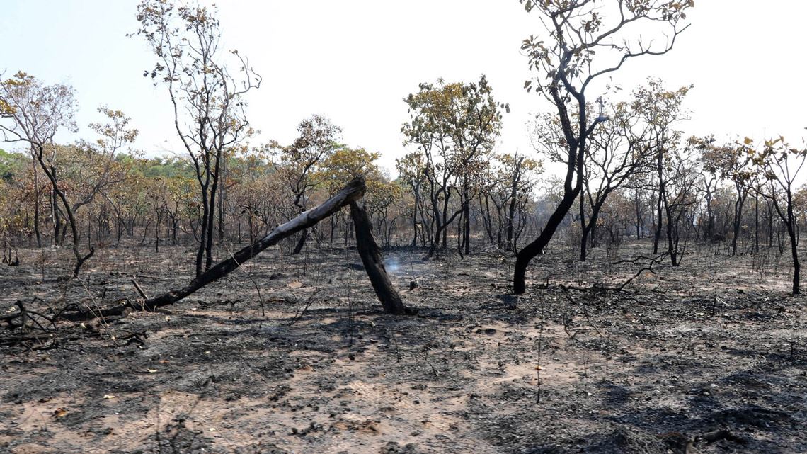 Leste da Amazônia vira fonte de carbono e passa a emitir mais CO2 do que absorve