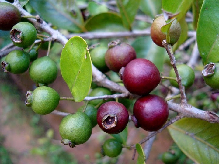 araça roxo - frutas nativas