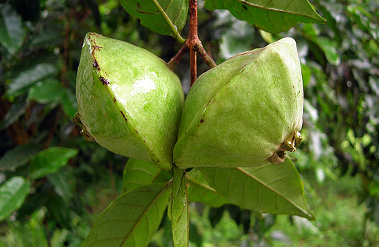 5 frutas nativas da Mata Atlântica em risco de extinção