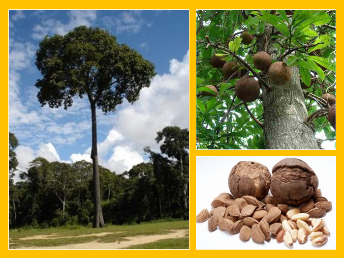 Castanha do Pará