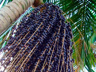 juçara - frutas nativas