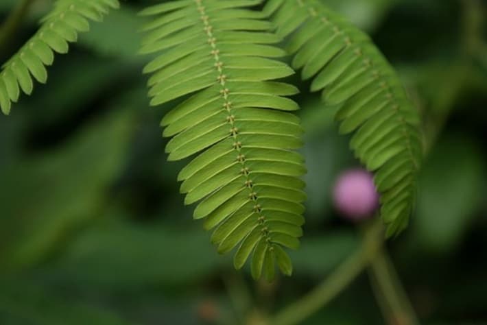 As plantas sensitivas que se fecham ao serem tocadas