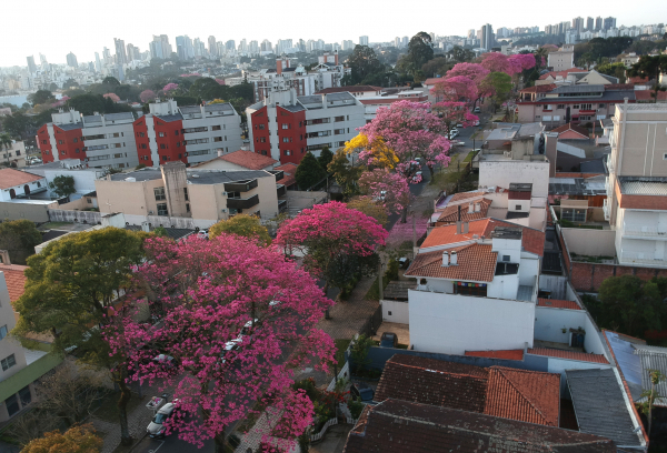Curitiba tem 330 mil árvores nas ruas. Consulta quer opinião da população