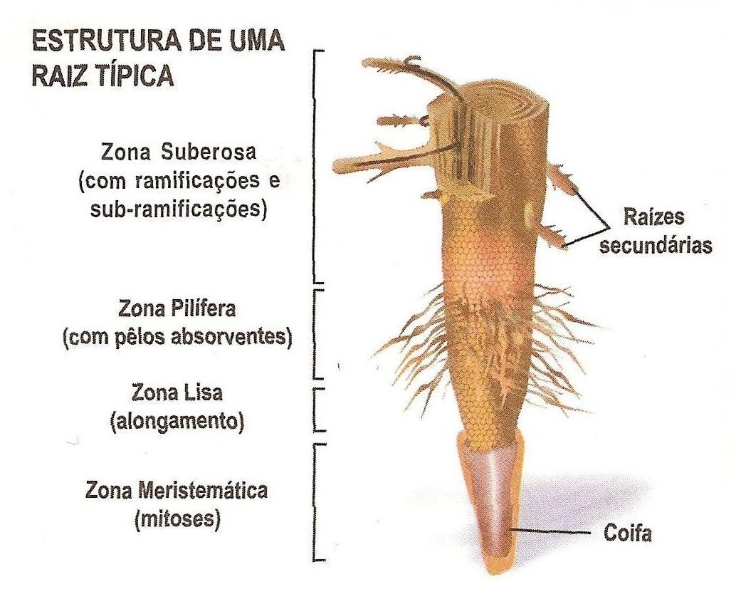 raiz