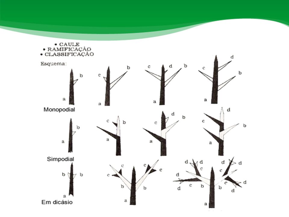 monopodia, simpodial e dicasio