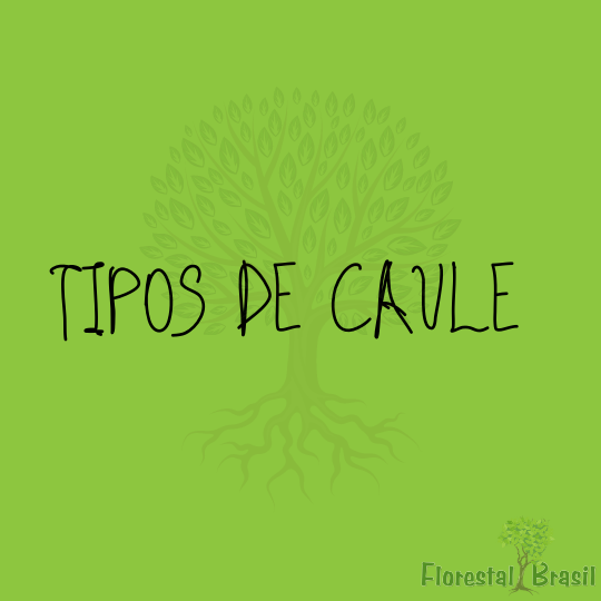 Caule e seus tipos: classificações morfológicas