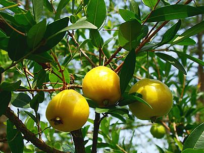 uvaia - frutas nativas