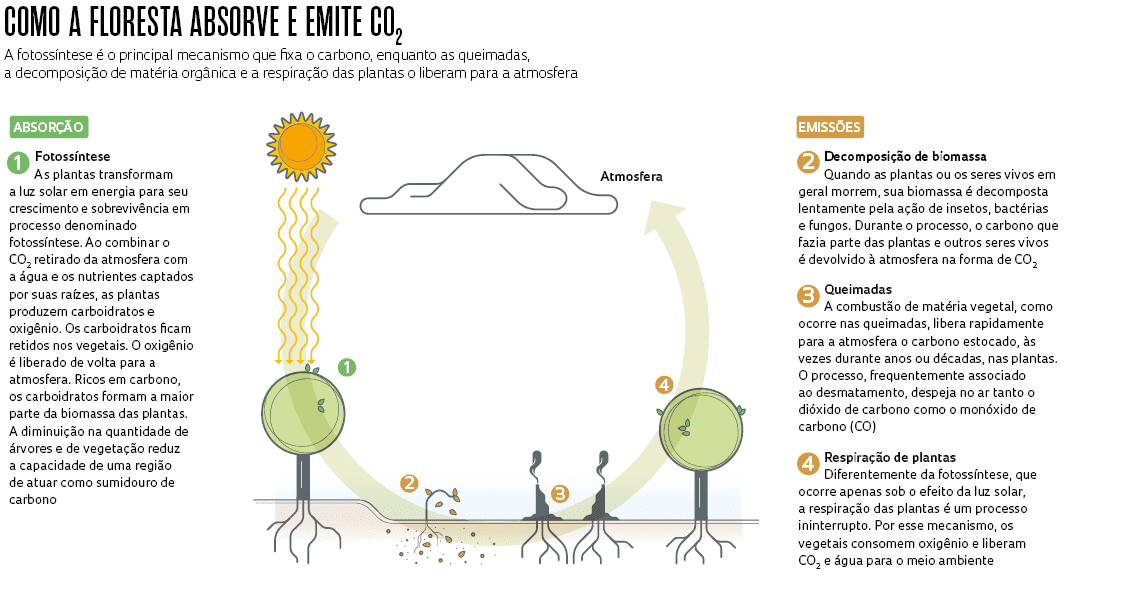como a floresta absorve e emite CO2