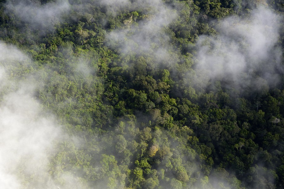 Microsoft e Imazon lançam tecnologia contra desmatamento na Amazônia