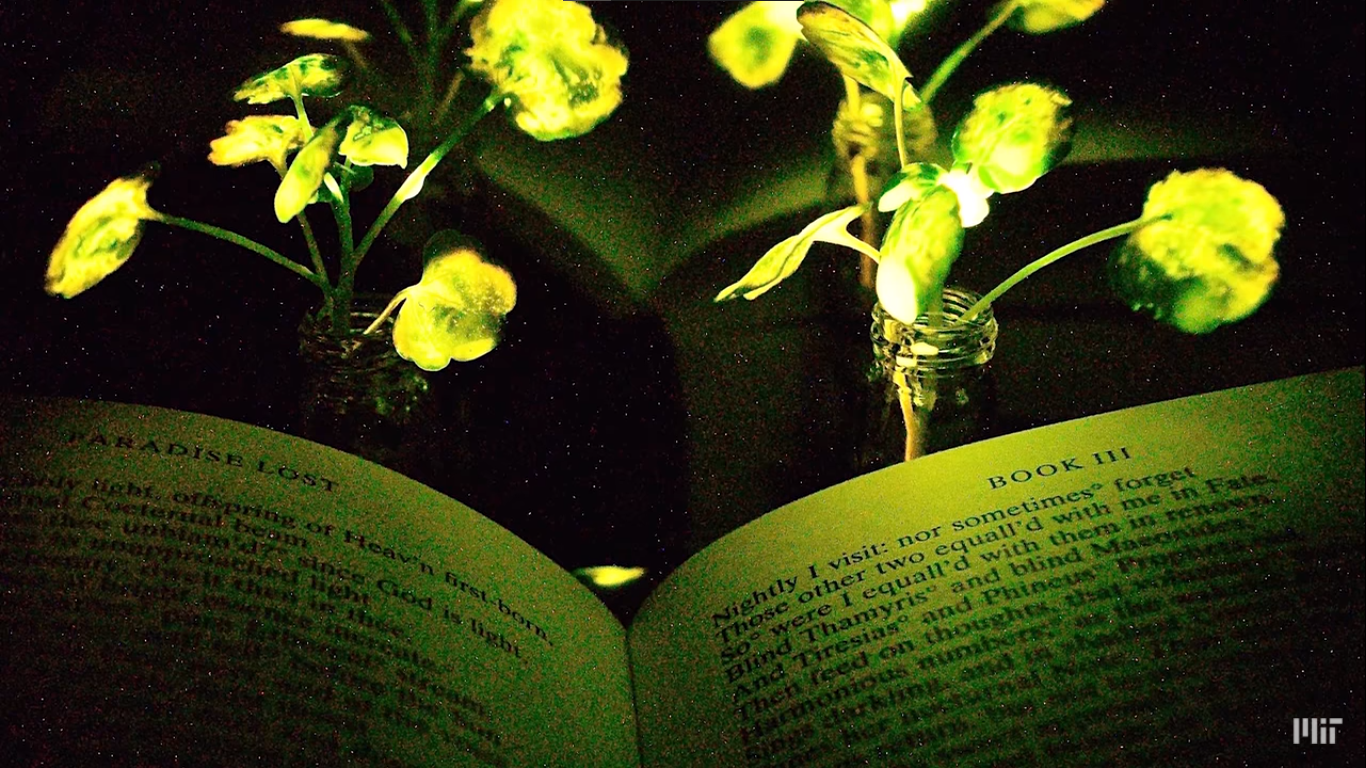 MIT desenvolve método que faz com que plantas brilhem no escuro