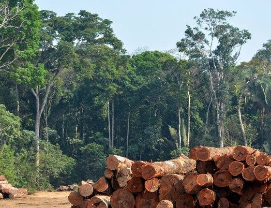 Manejo sustentável é chave para o futuro da floresta