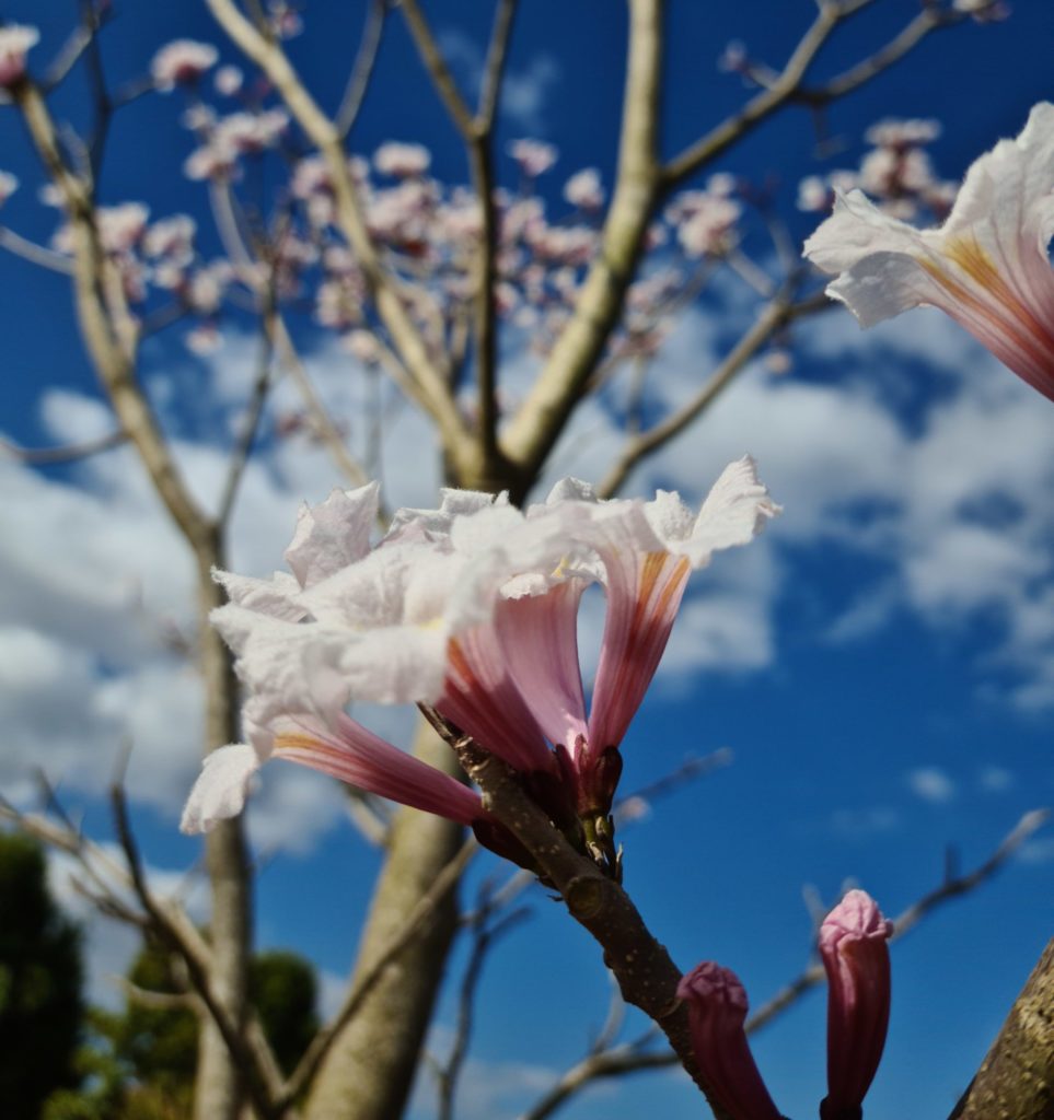 florada do ipê-branco