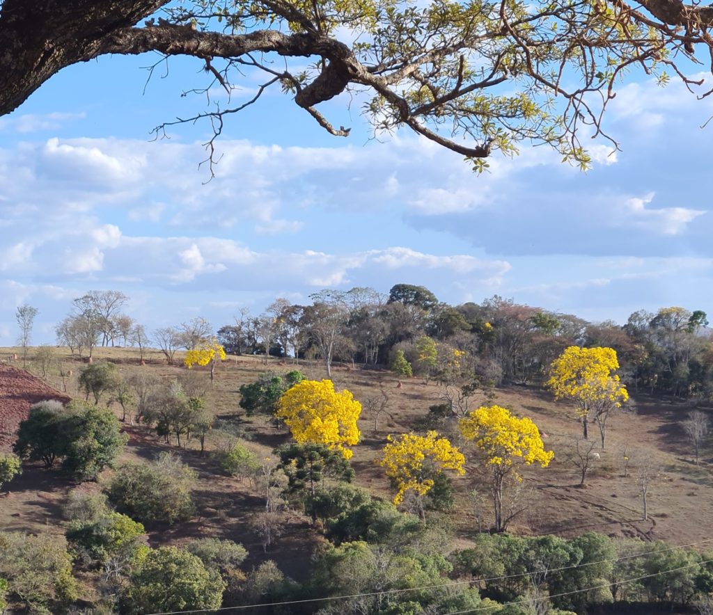 florada do ipê-amarelo