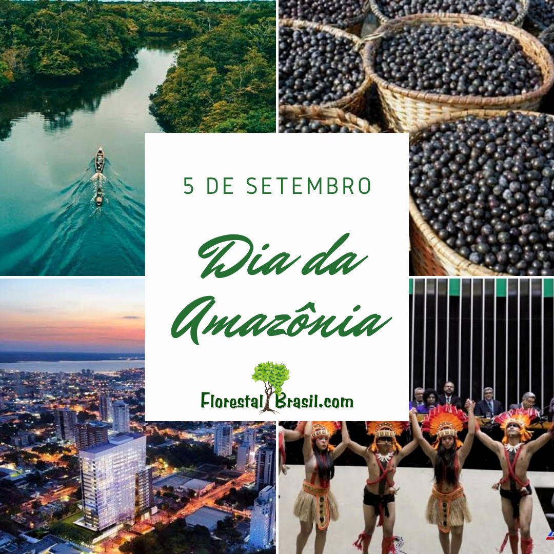 [SEMANA DA AMAZÔNIA] 30 fatos sobre a Amazônia