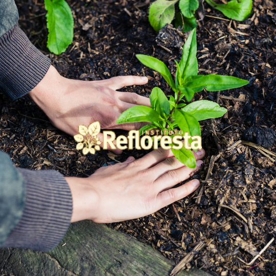 Estado de São Paulo lança o Refloresta SP e assina novo ICMS Ambiental