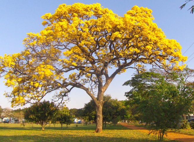 21 de setembro – Dia da Árvore