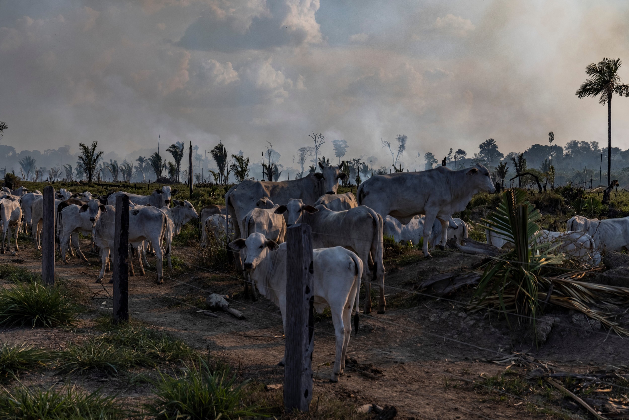 Amazônia em chamas
