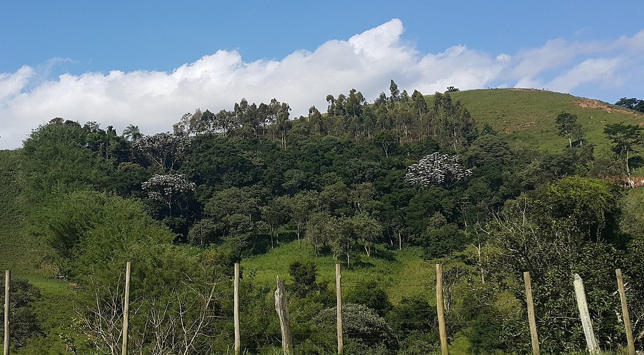 Novo Código Florestal não tem avançado na Mata Atlântica