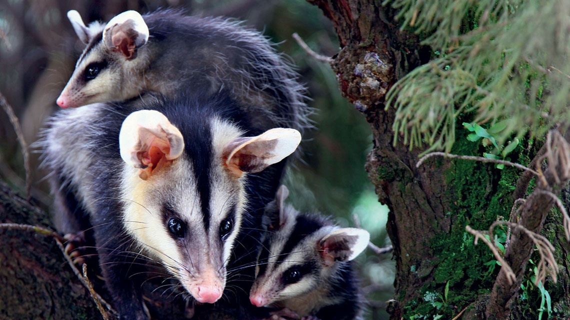 Gambás podem ter surgido na Floresta Amazônica