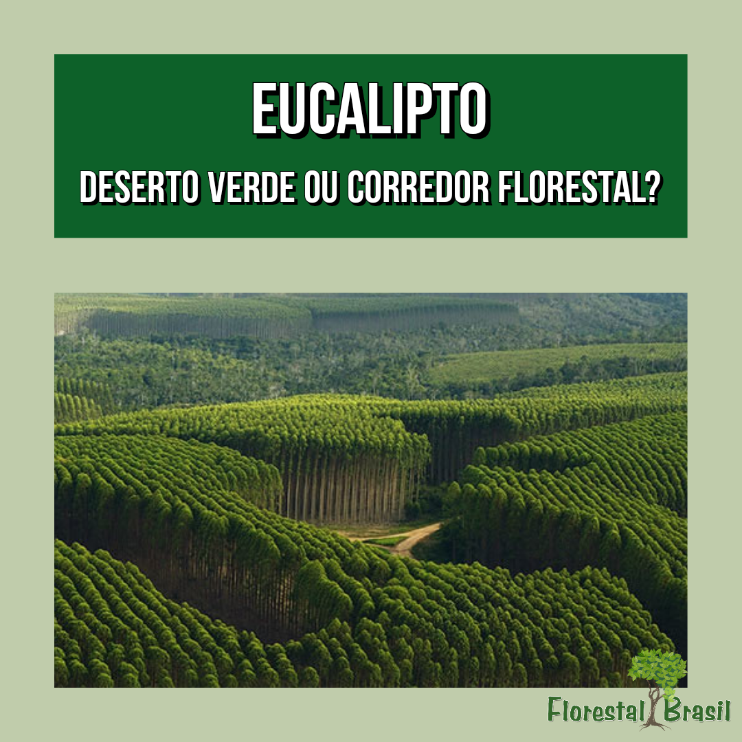 eucalipto deserto verde
