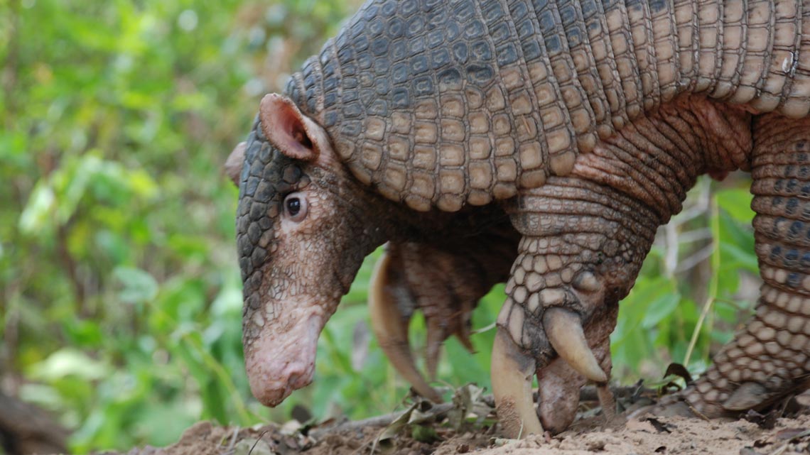 Comissão aprova projeto que prevê prioridade à perícia nos casos de crimes contra a fauna