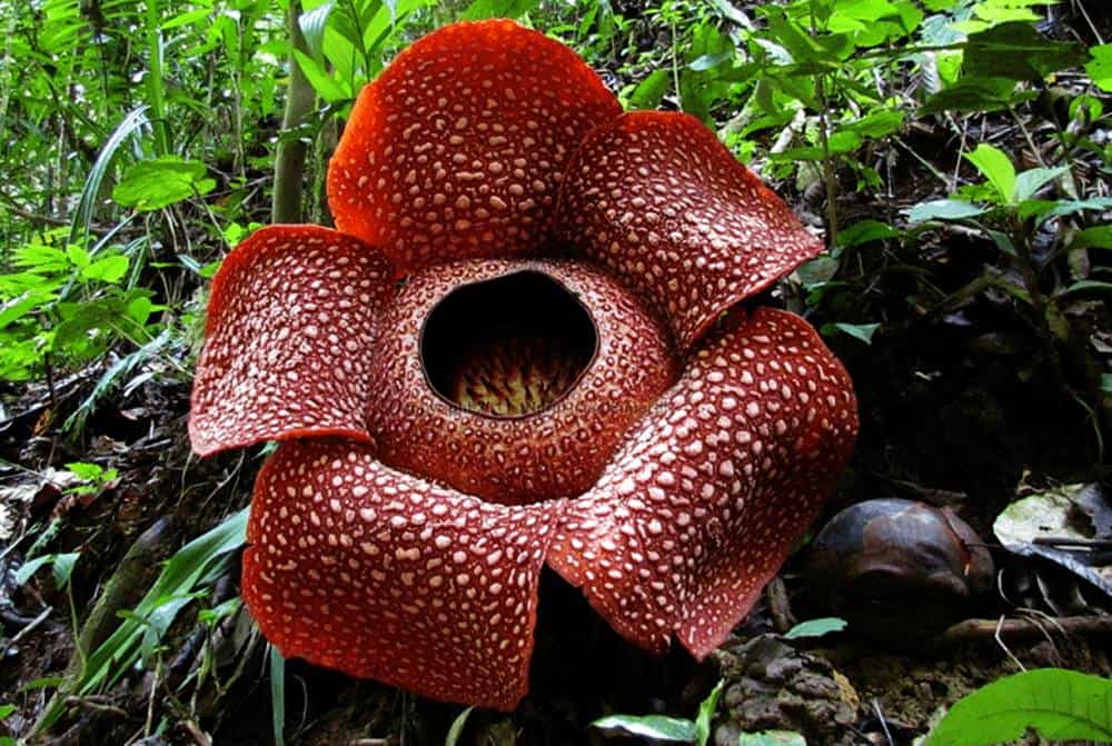 A maior flor do mundo: 'Raffesia tuan-mudae'
