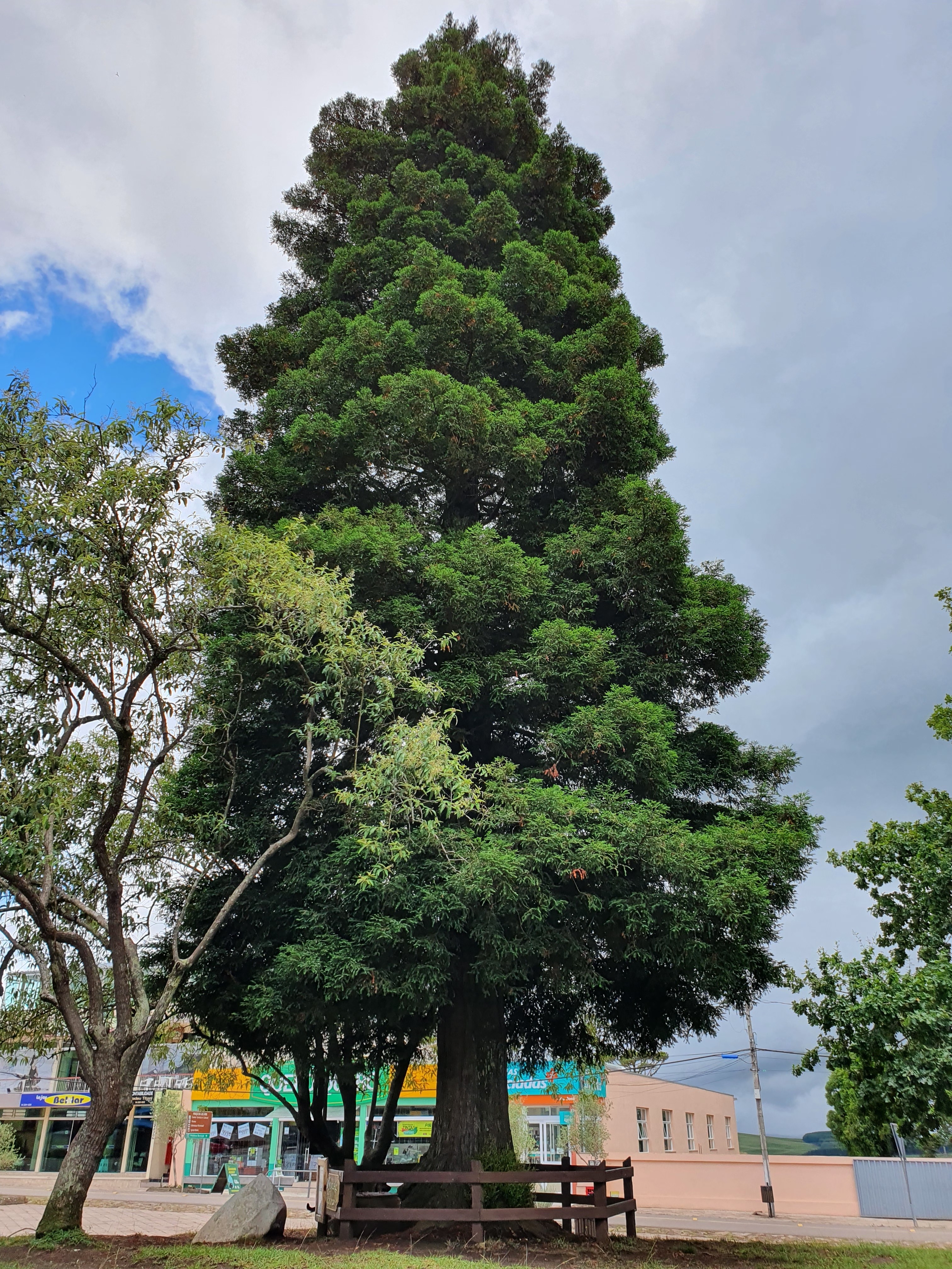 sequoia lunar